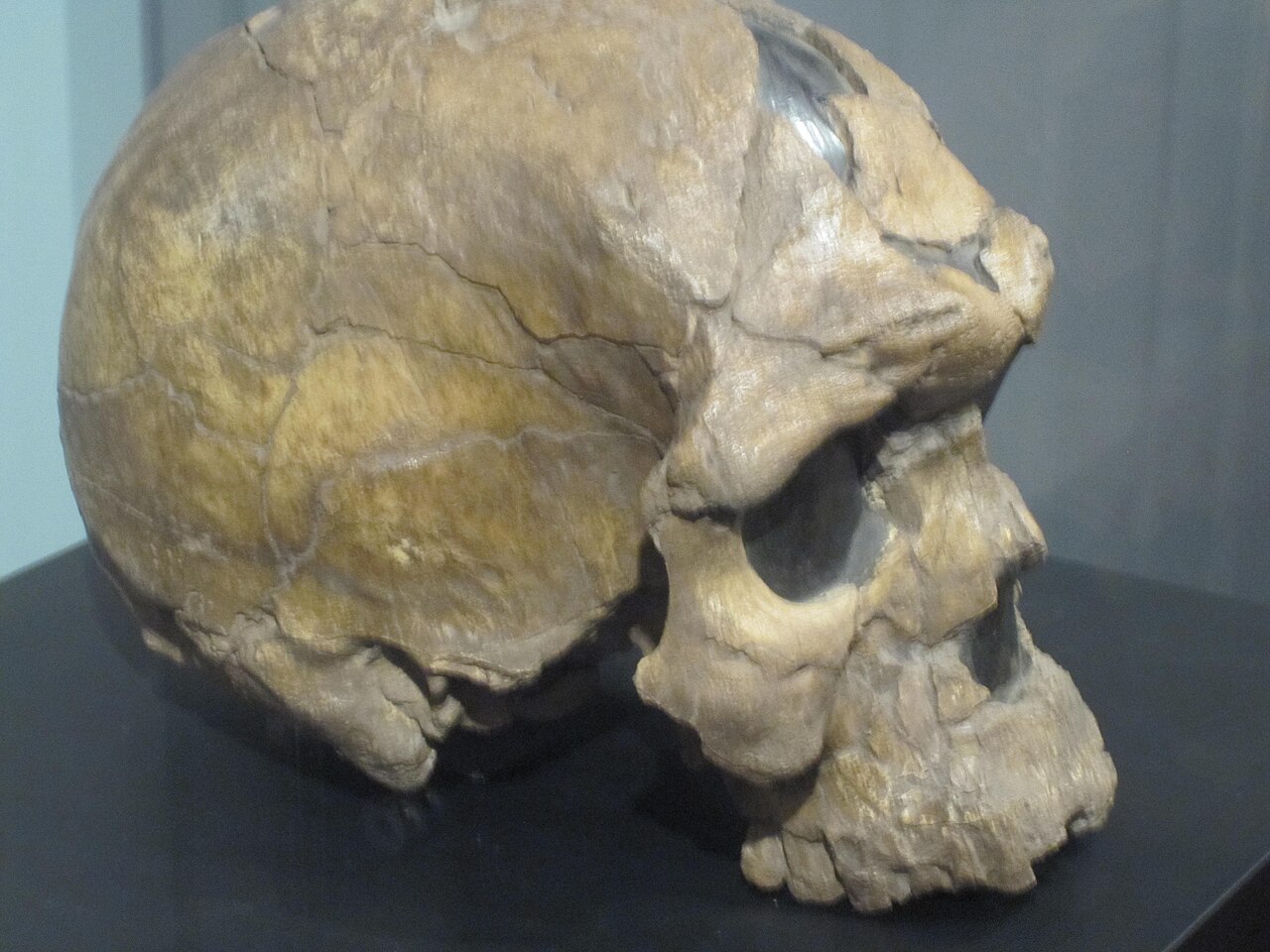 Very old human skull found in Ethiopia.