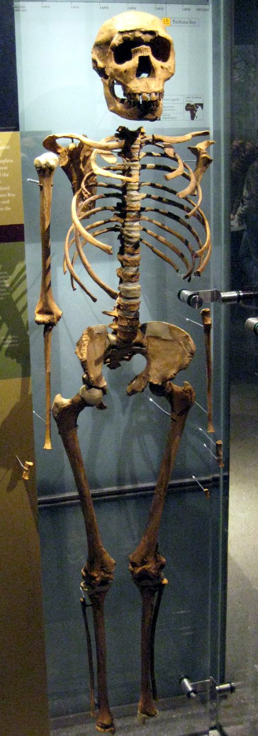 Very old skeleton of a young boy found in Kenya.