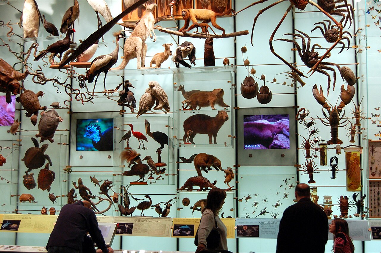 A museum display shows the amazing variety of living things on Earth.
