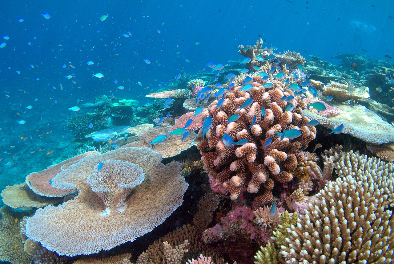 Bright green fish swim above healthy, colorful coral.