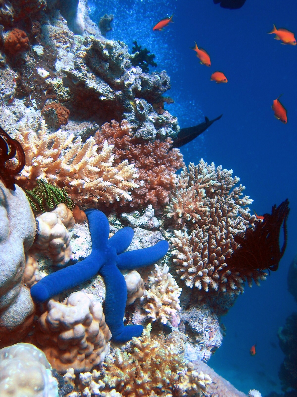 Coral Reef Restoration