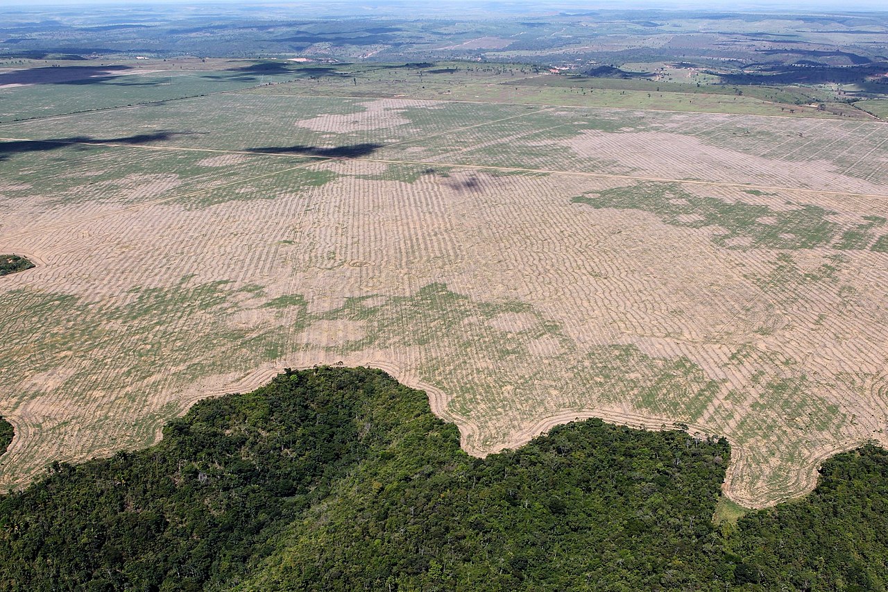 Officers work to stop people from cutting down forest trees.