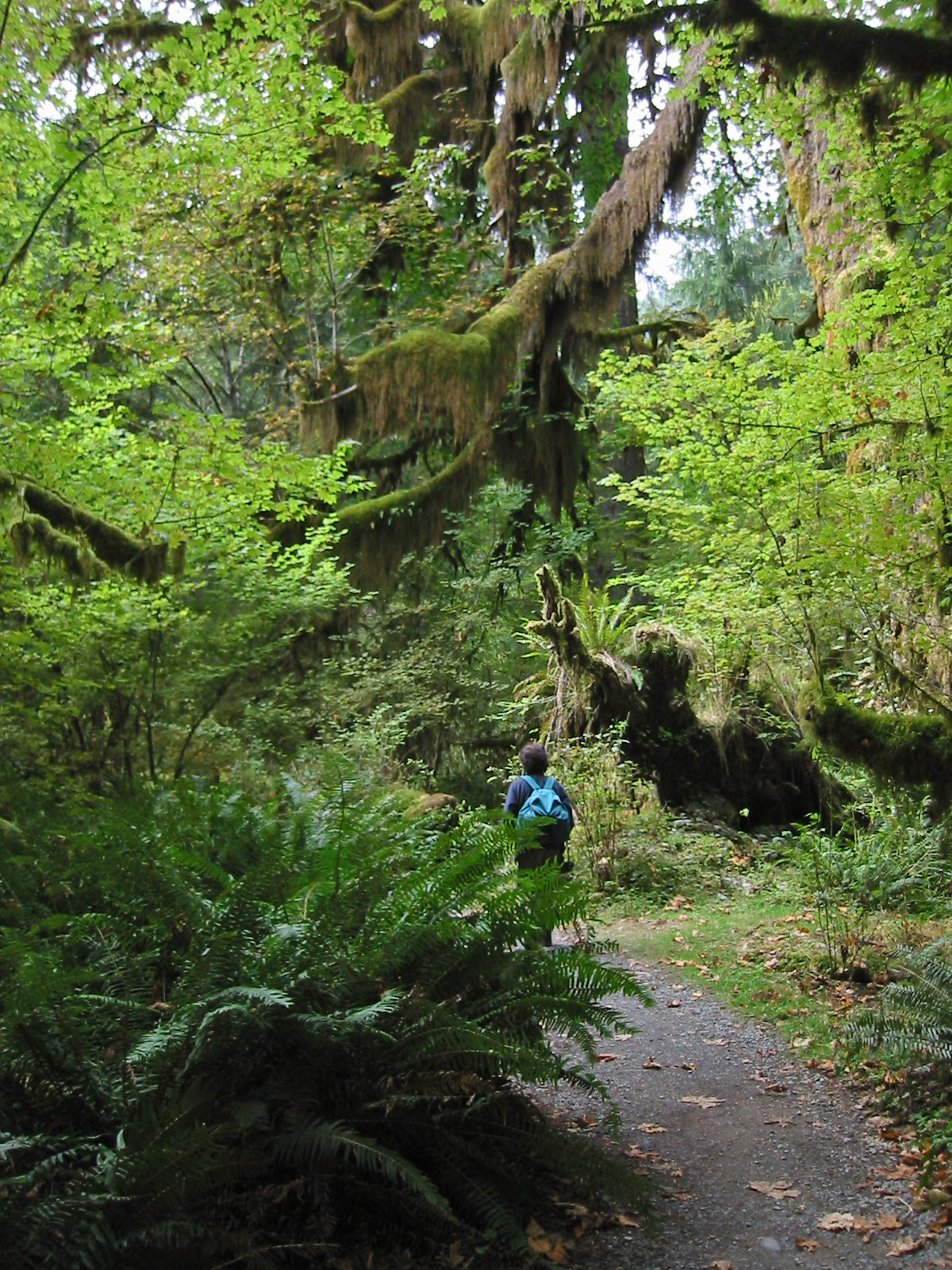 A hiker walks through a green forest full of ferns, mossy trees, and life.