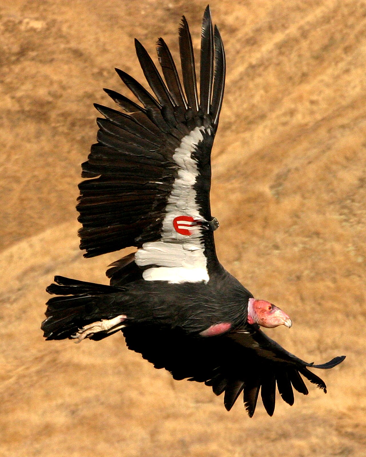 A rare California condor soars high above a wildlife park.