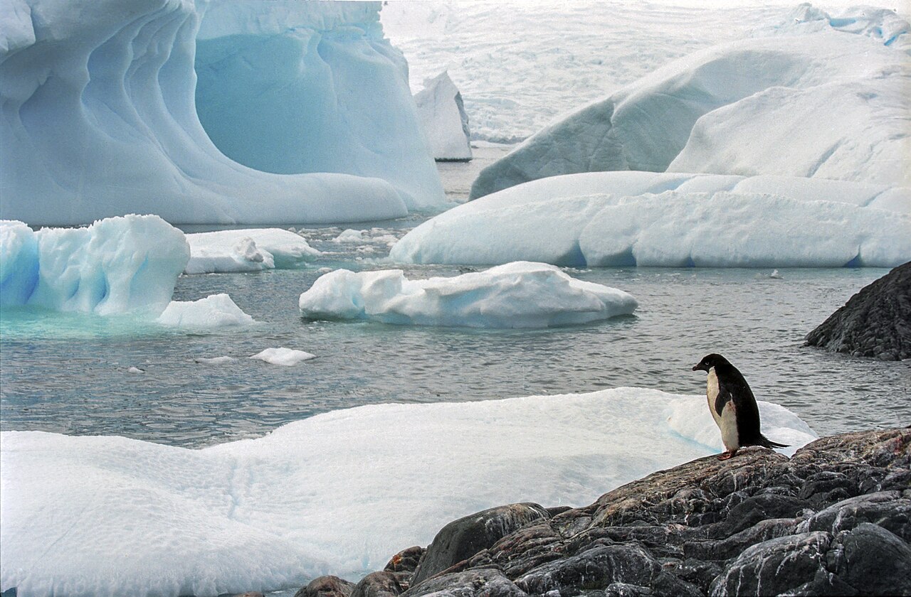 Icy Antarctica is a cold home for penguins and seals.