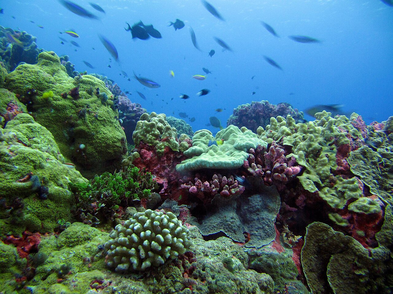 Habitats