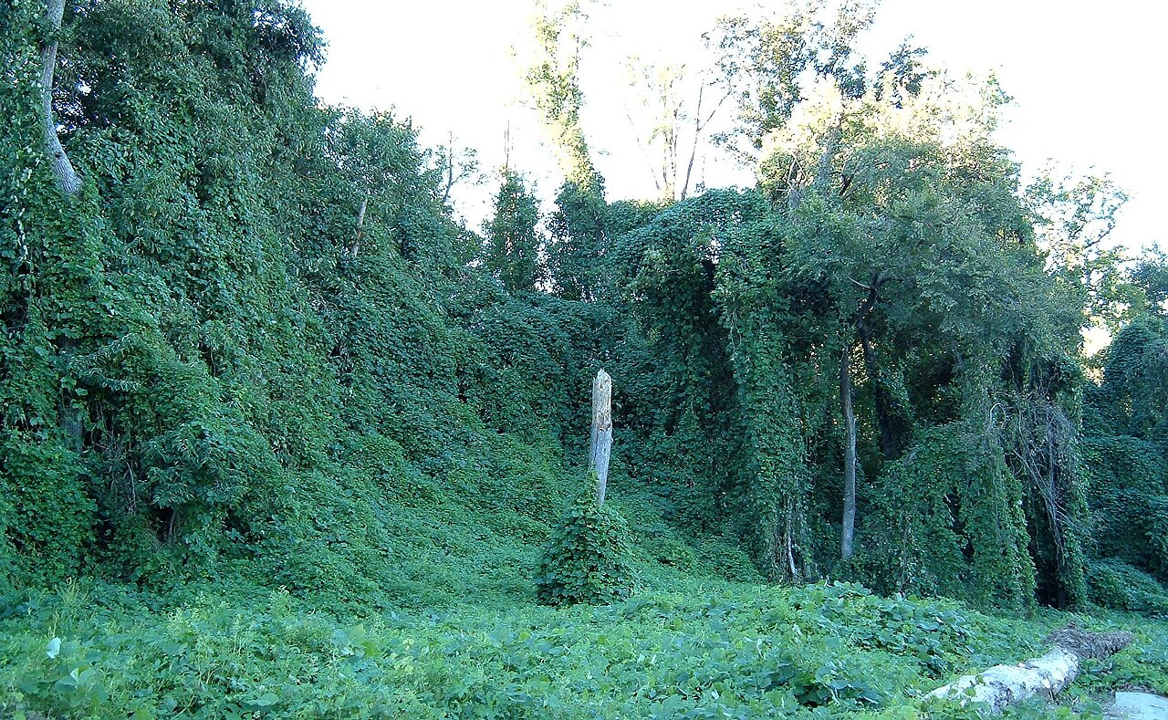Invasive kudzu vines cover trees in a city park.