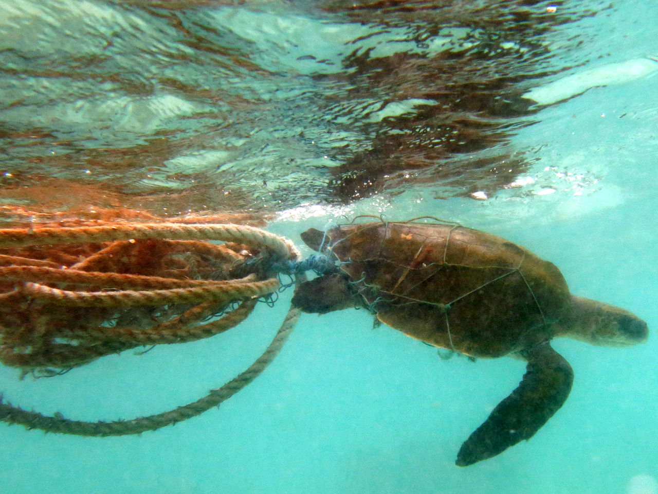 Plastic Pollution