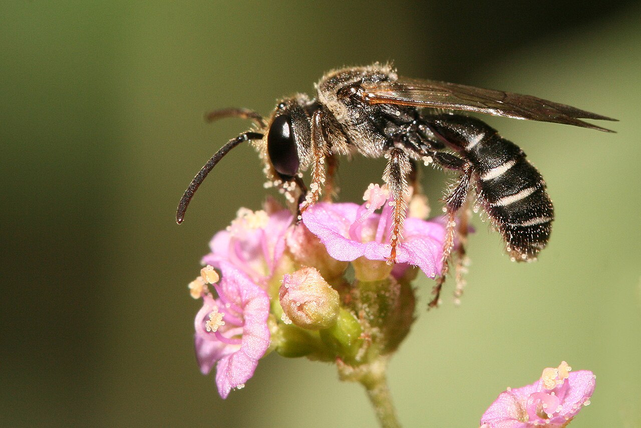 A tiny sweat bee rests on a bright flower.