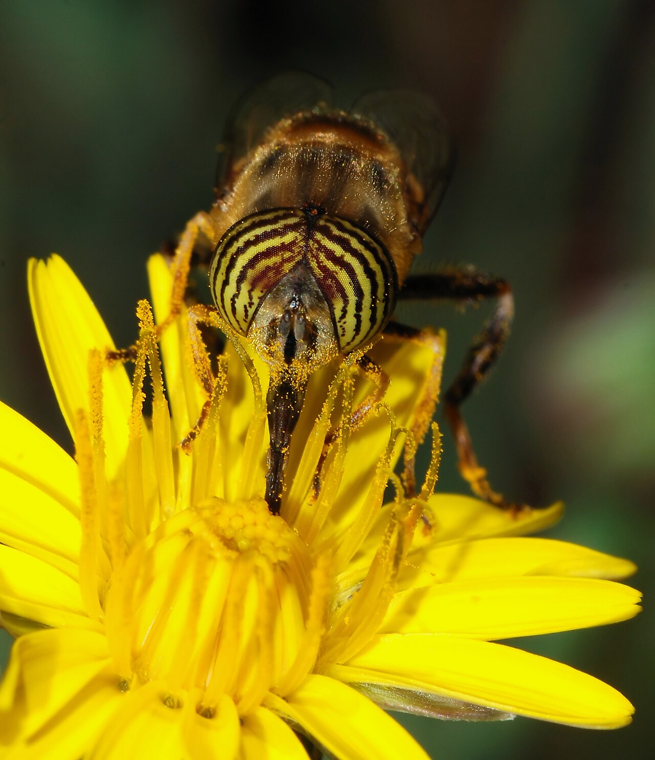 Pollinators