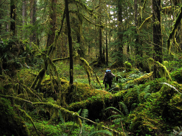 A hiker explores a tall, mossy rainforest full of giant trees.