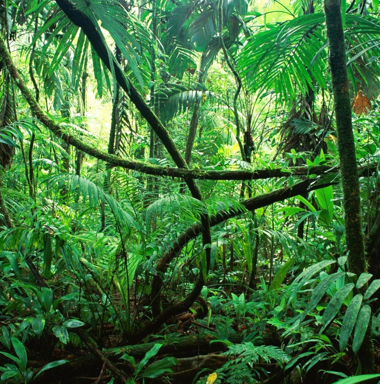 Rainforest Conservation