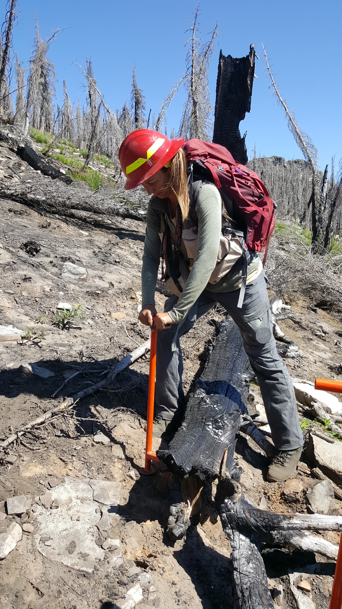New tree seeds are planted in ground that once burned.