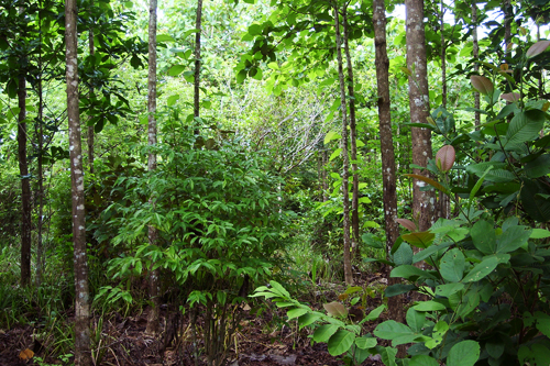 Reforestation