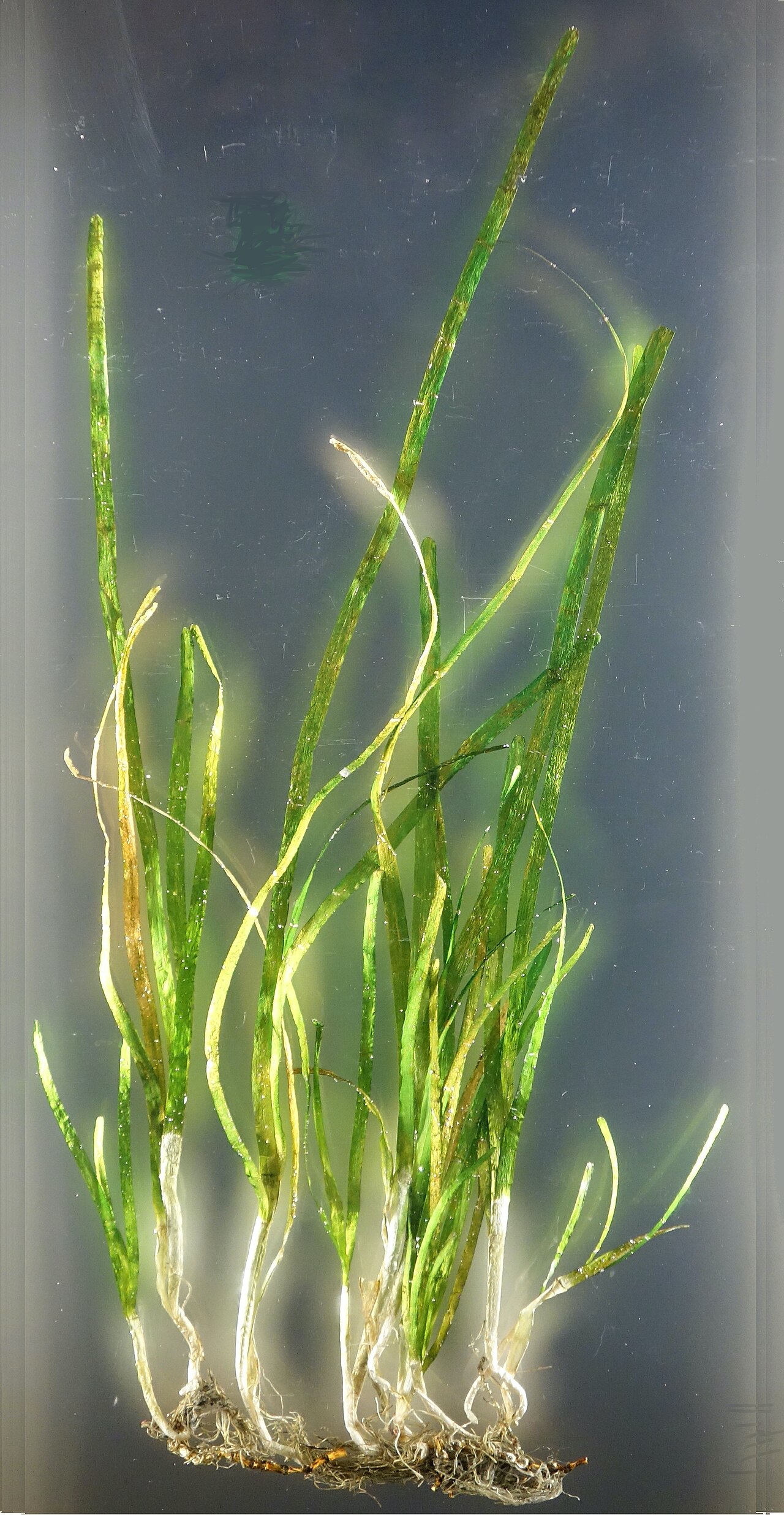 Seagrass Meadows