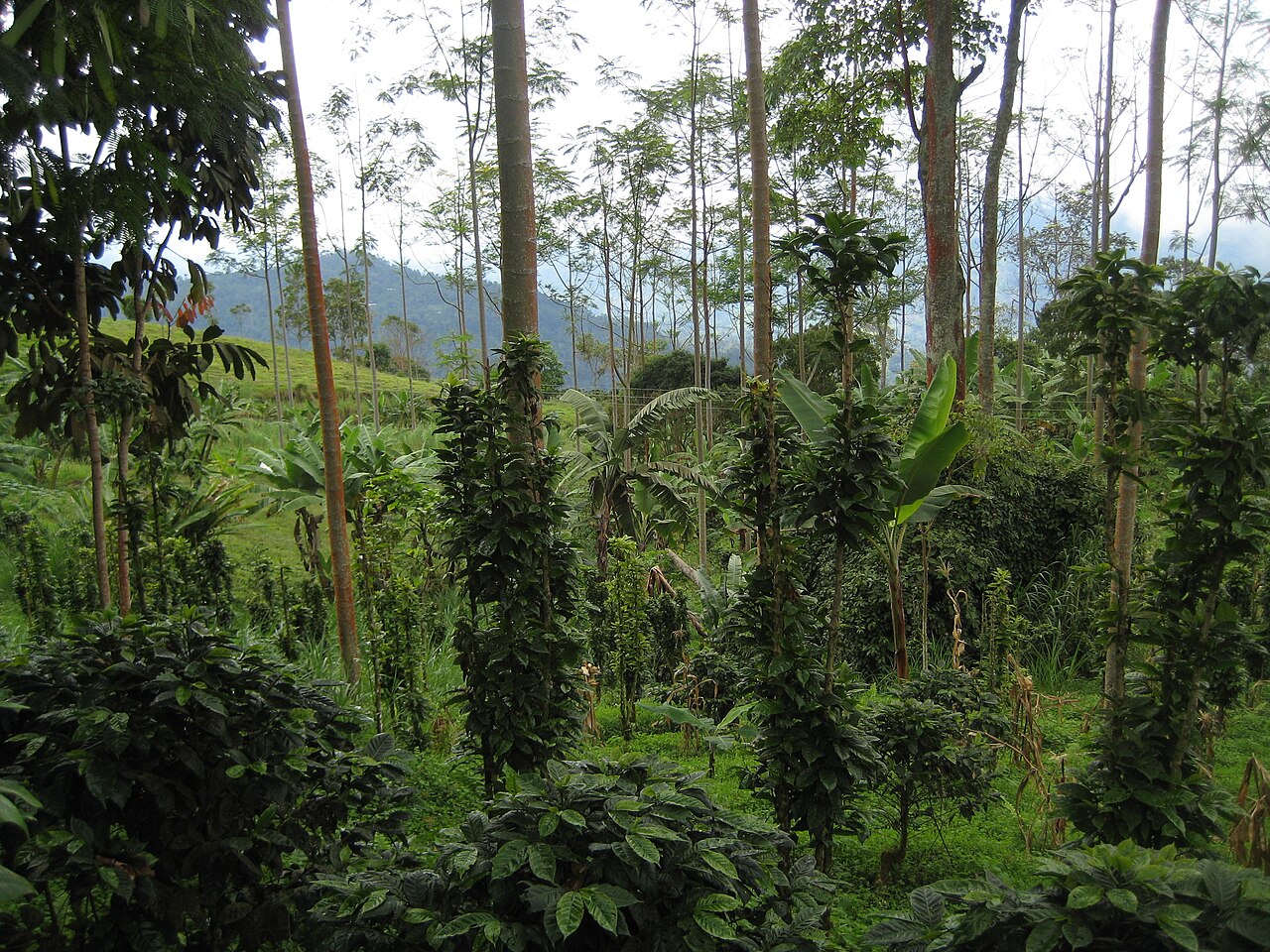 Sustainable Farming