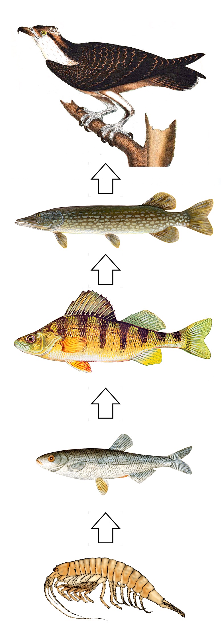 A food chain shows bugs, fish, and a bird all eating in order.