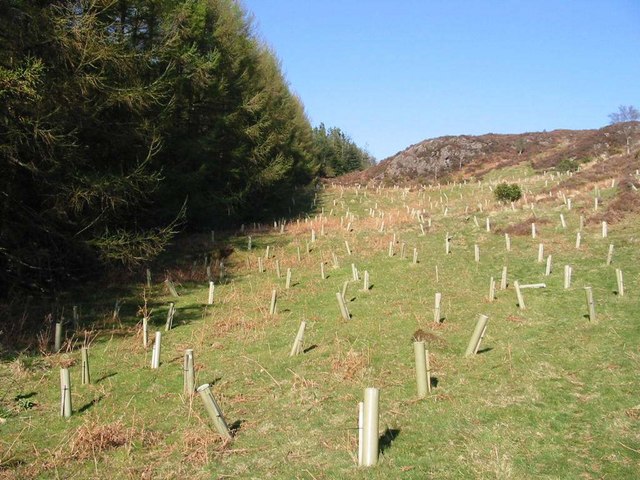 Young trees grow inside tubes to become a new forest.