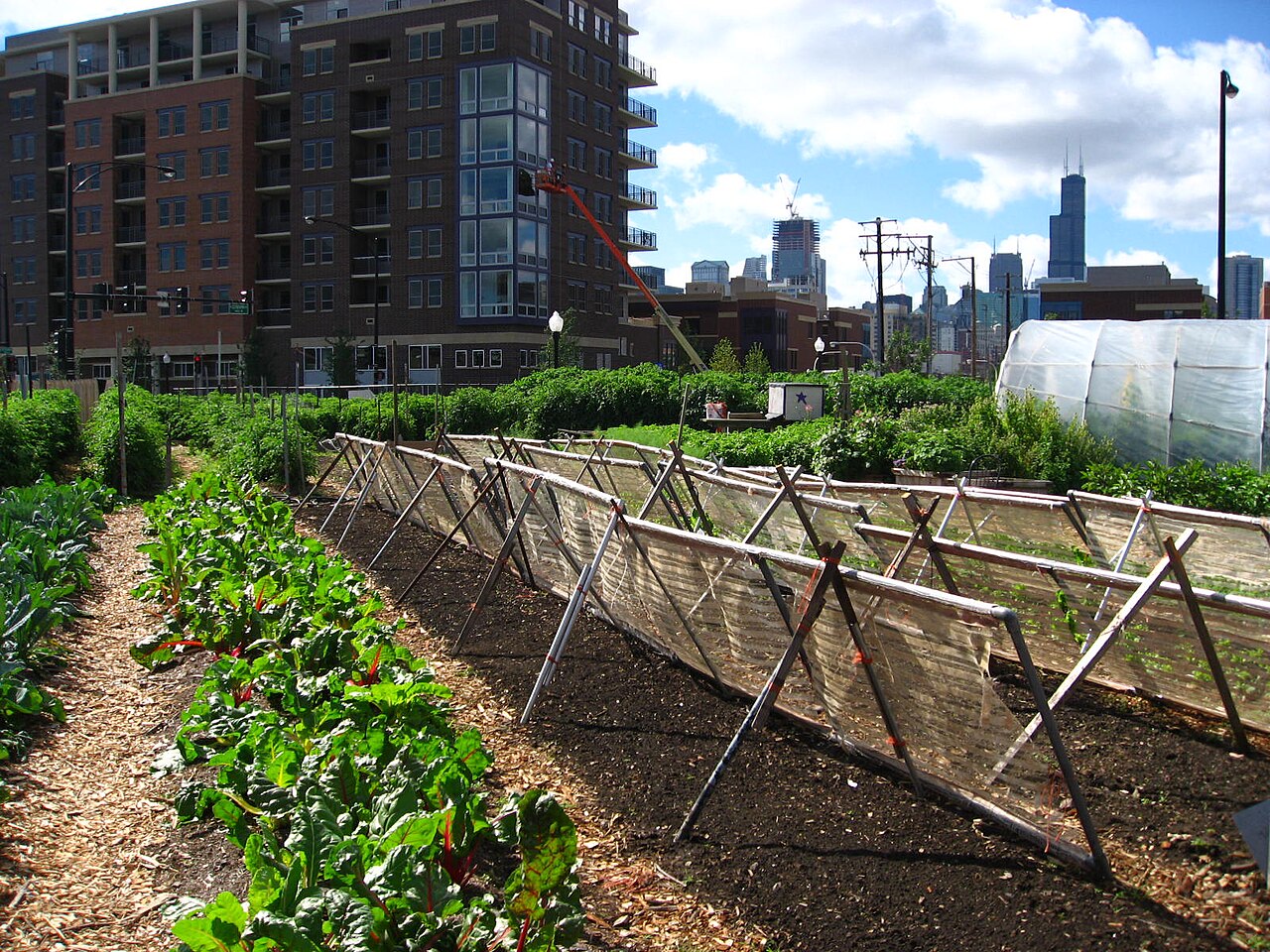 Urban Farms