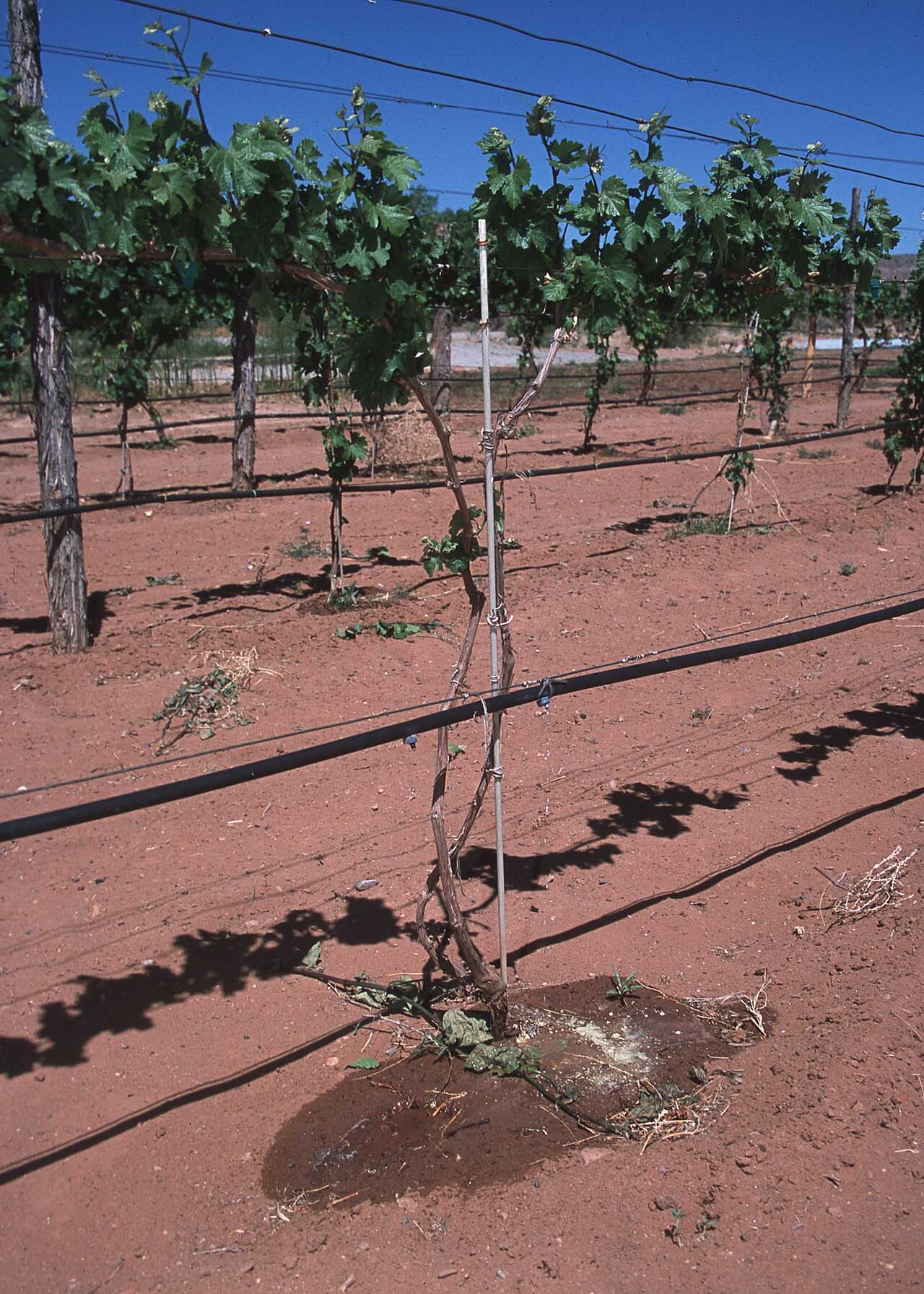 Tiny drips of water feed plants slowly so nothing is wasted.