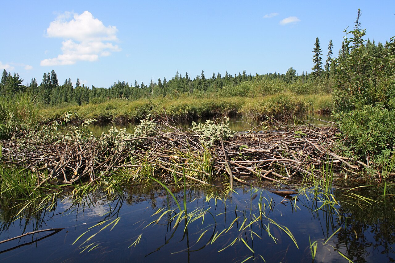 Beavers build a dam that makes a cozy wetland home.