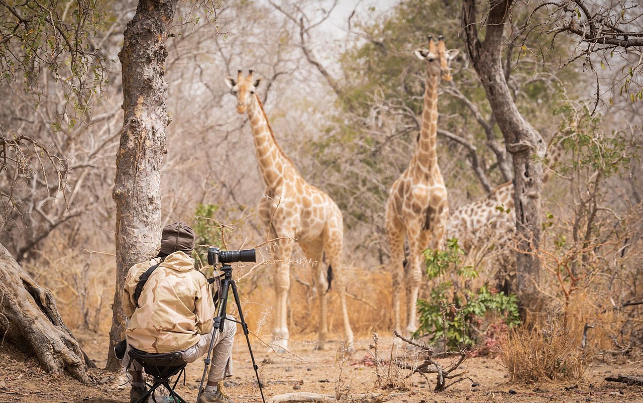 A photographer snaps pictures of wild animals in a park.
