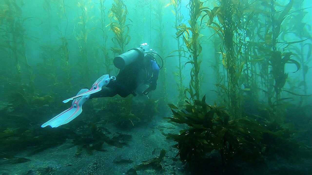 Colorful sea life spotted under the waves by a diver.