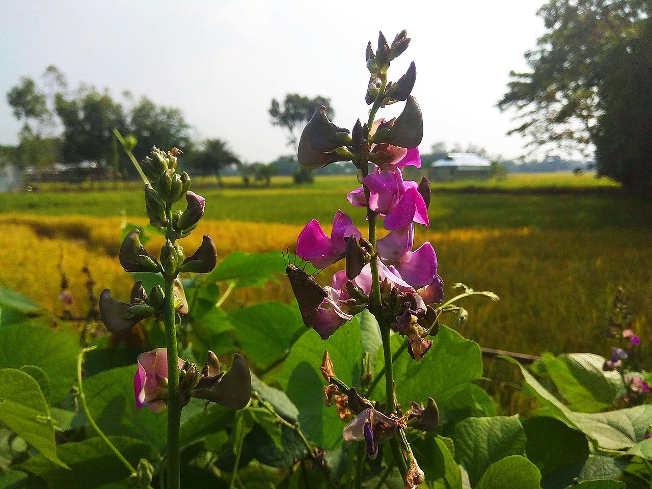 A pretty flower on a bean plant before the beans grow.
