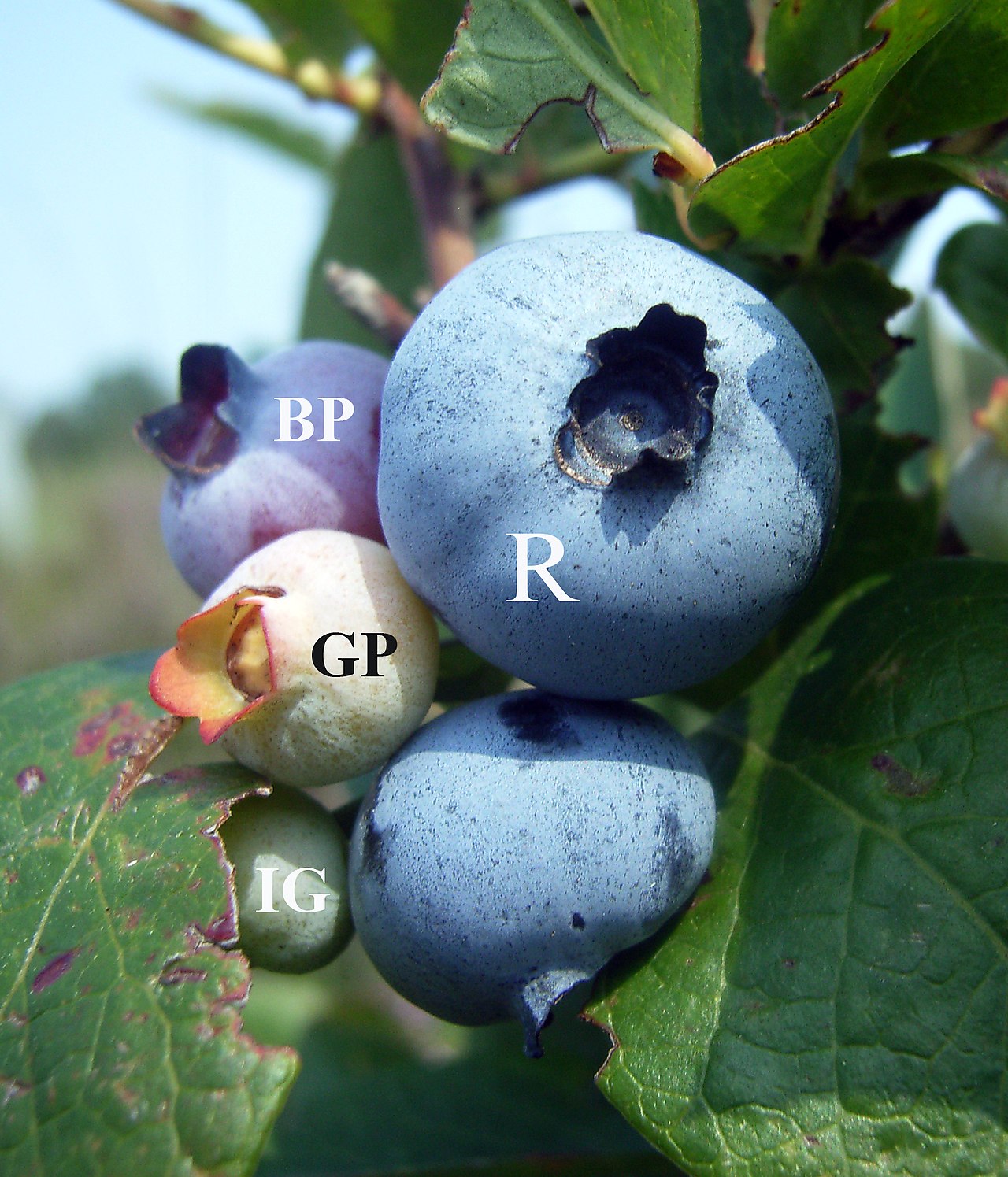 Ripe blueberries growing on a bush in the wild.