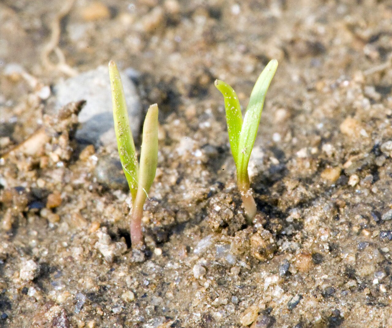 Tiny baby carrot plants just poking up from the soil.