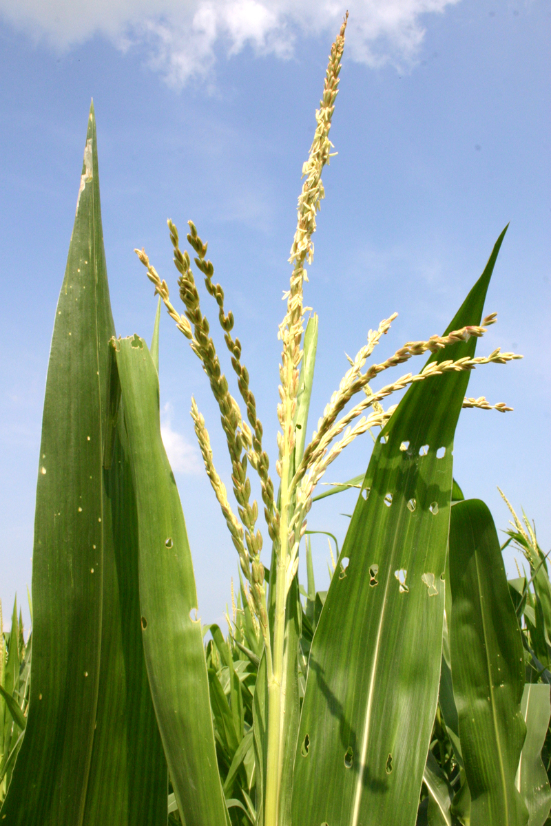 A corn plant with yellow pollen that helps it make kernels.