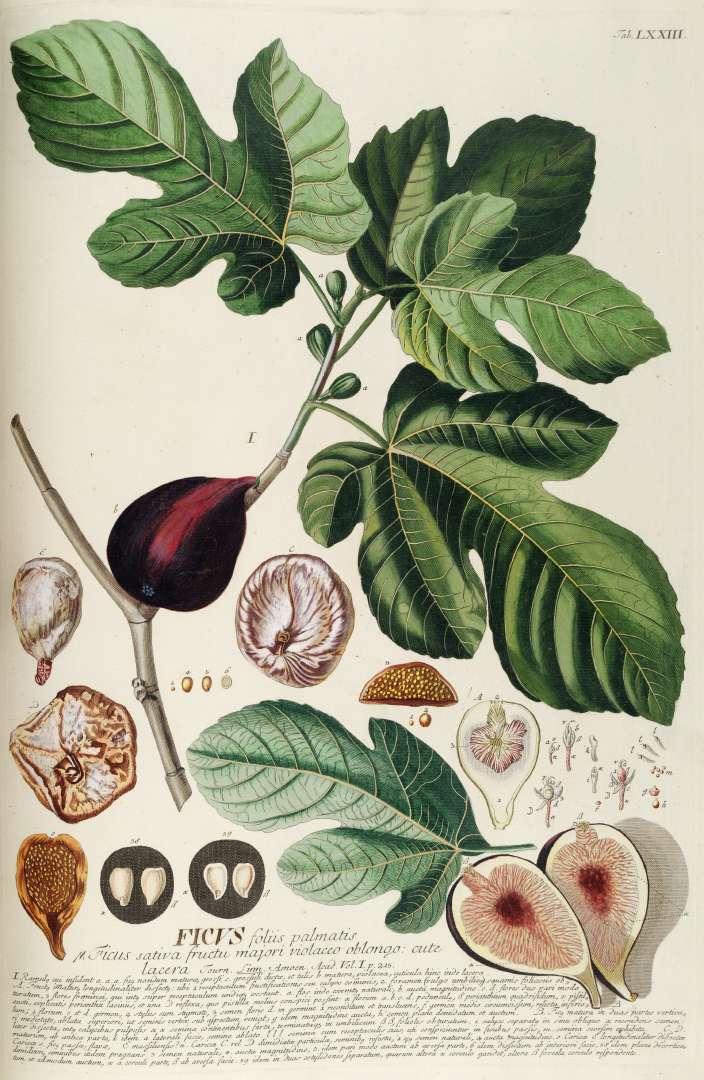 Figs