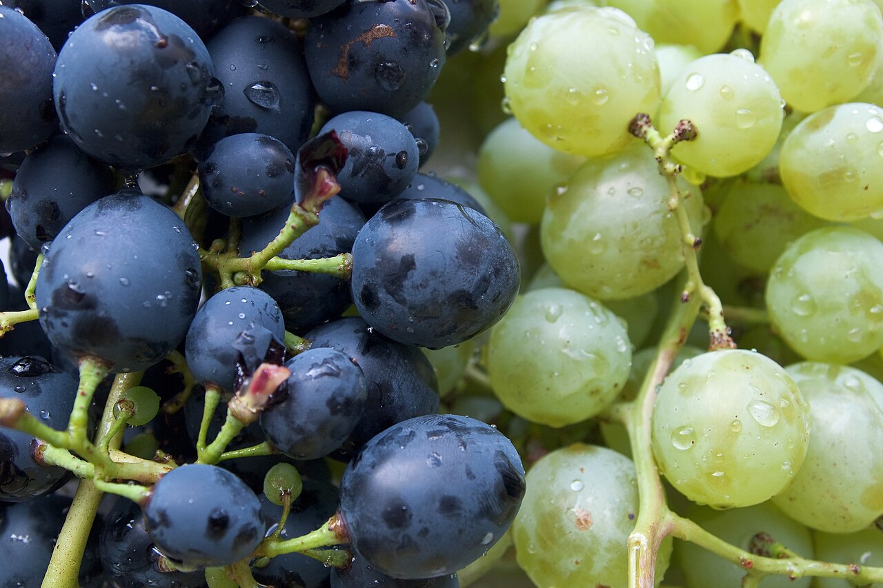 Bunches of juicy green and purple grapes ready to eat.