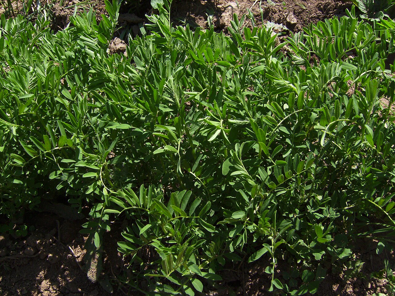 Young lentil plants growing in a sunny field.