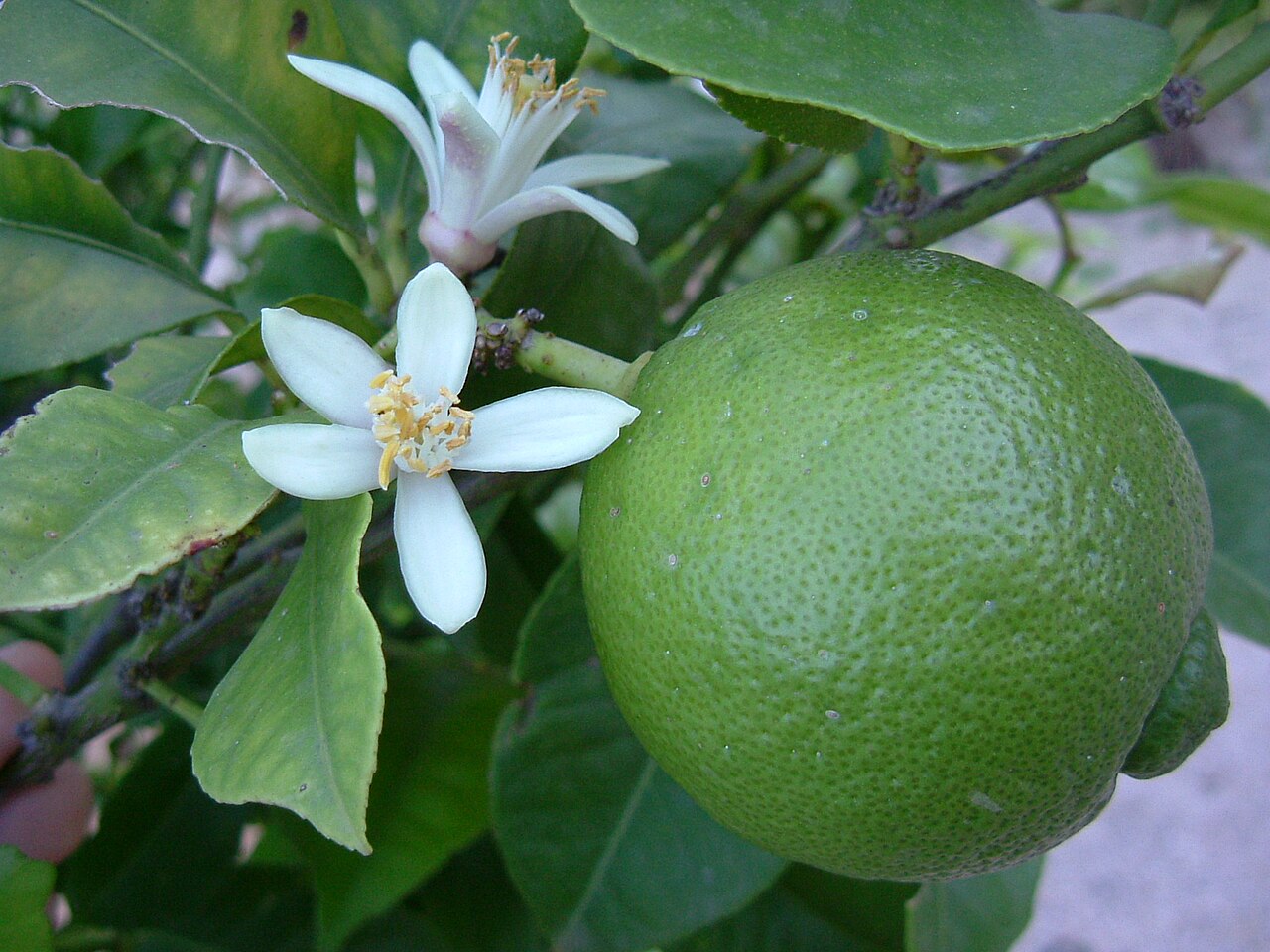 Limes