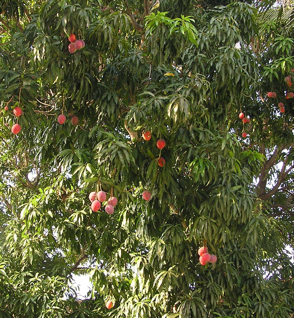 Ripe, juicy mangoes hanging from a mango tree.