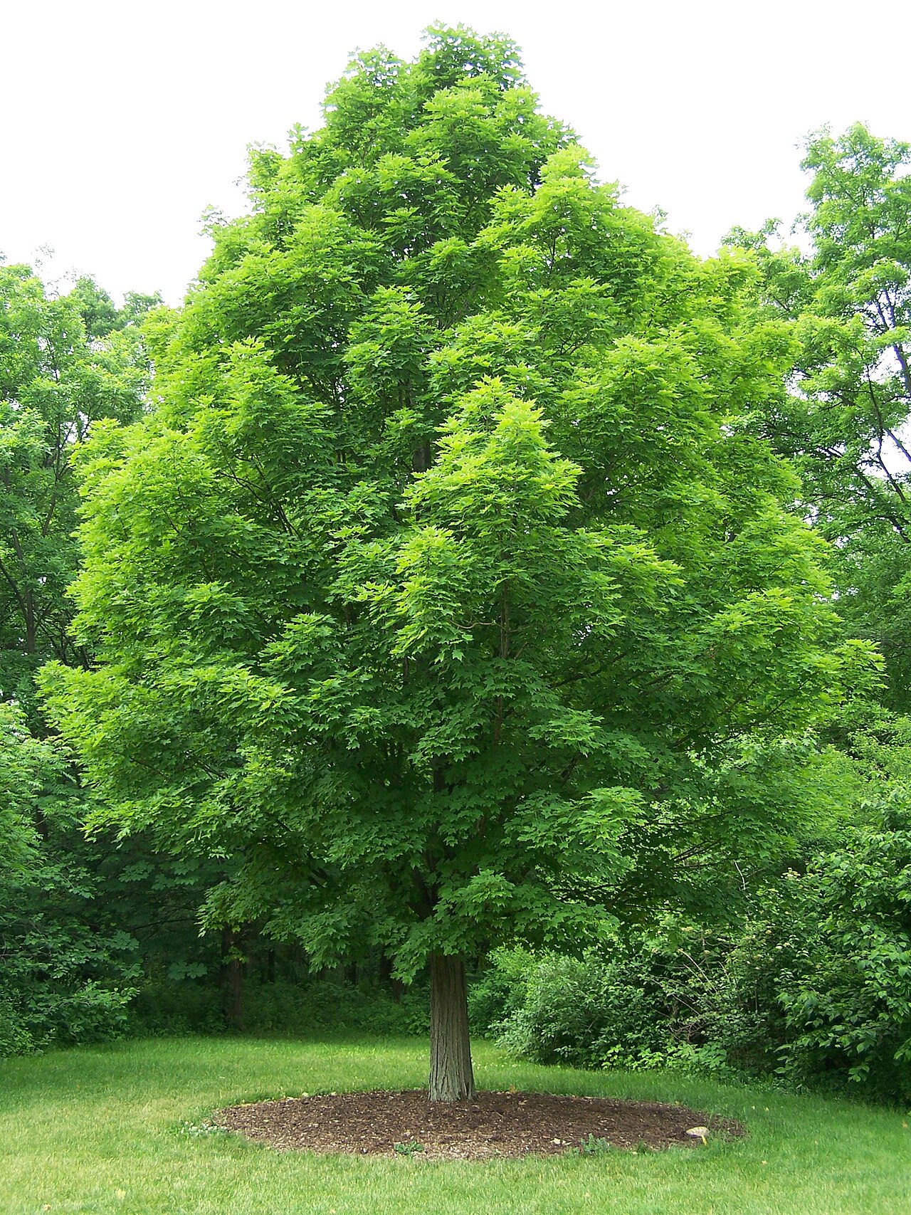 A big sugar maple tree that gives us sweet maple syrup.