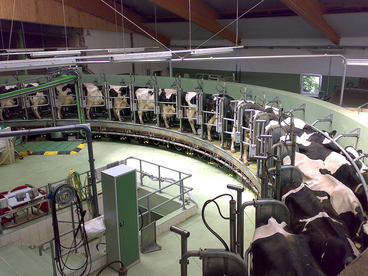 A modern milking parlor where cows give us fresh milk.