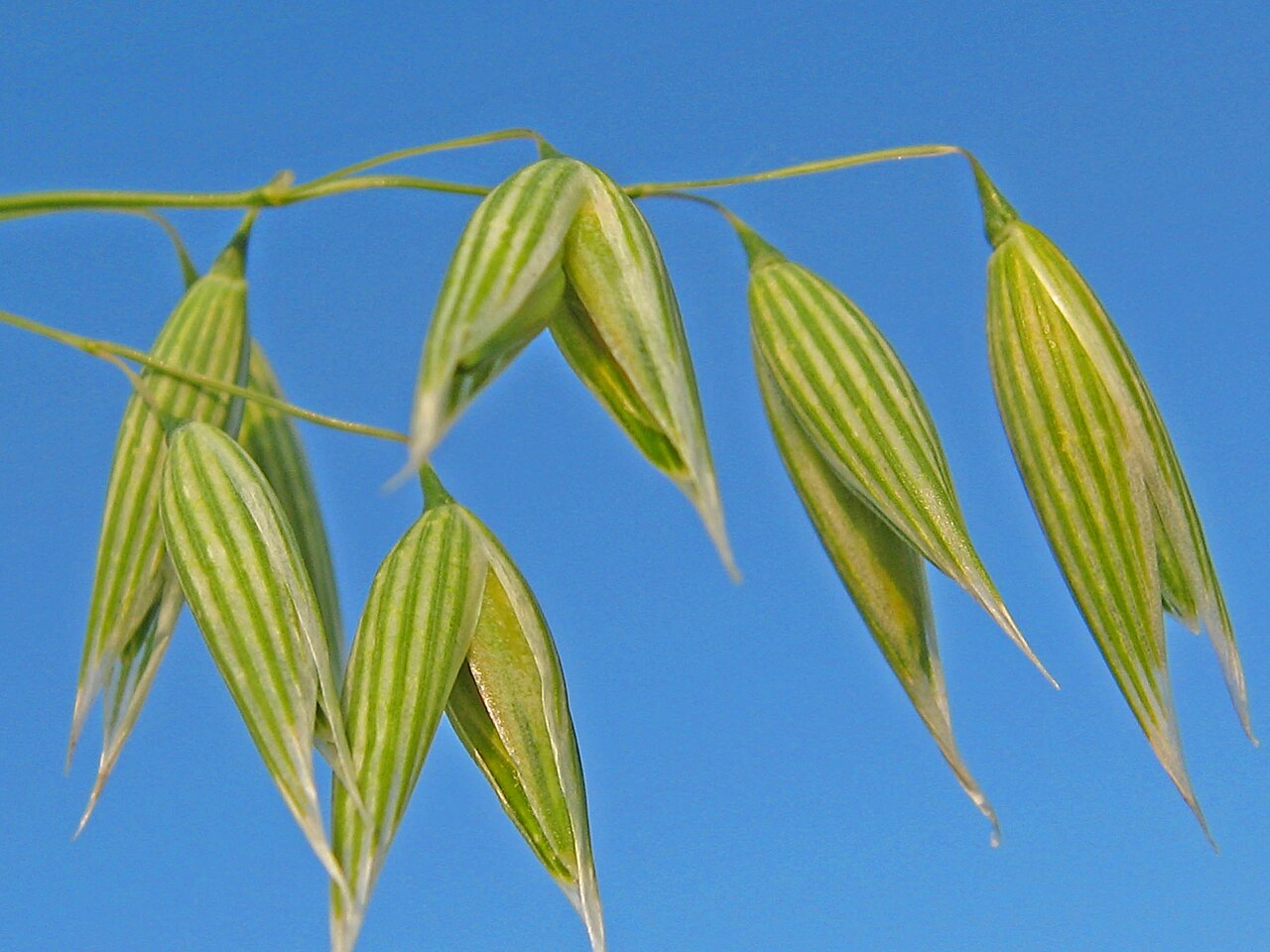 A healthy oat plant that grows the oats we eat.