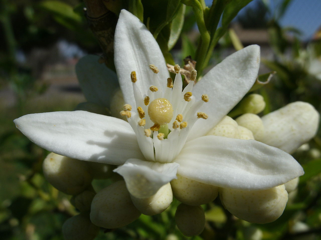 Pretty white orange blossoms before they turn into fruit.