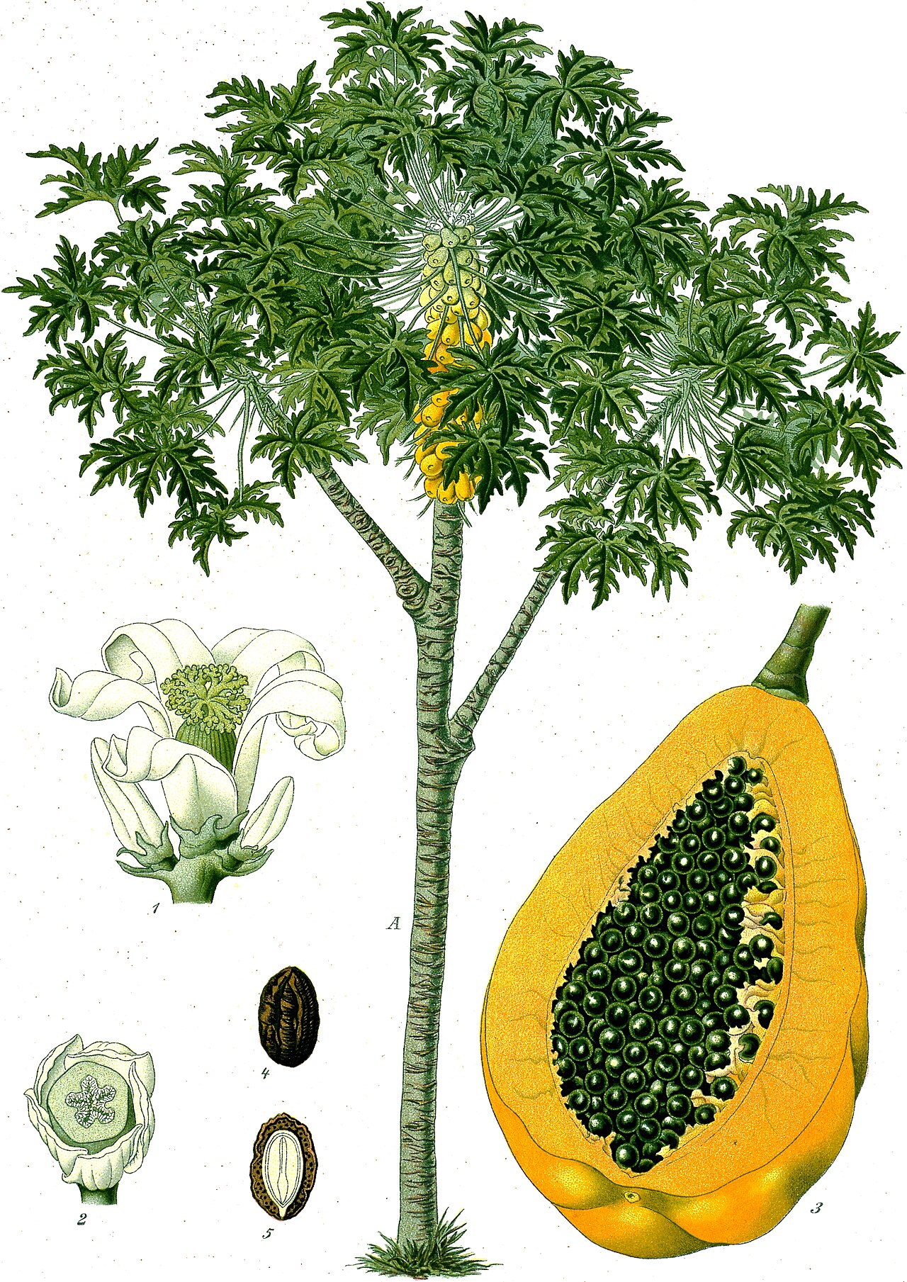 Papayas