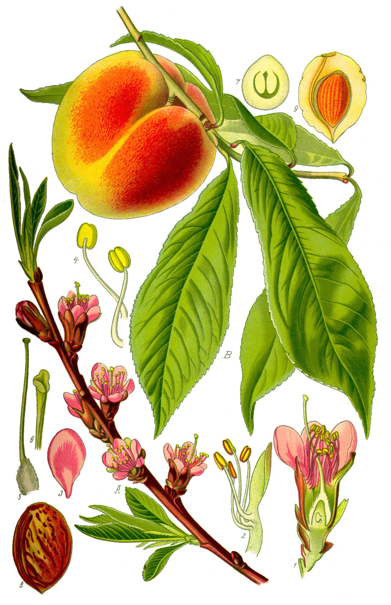 Peaches