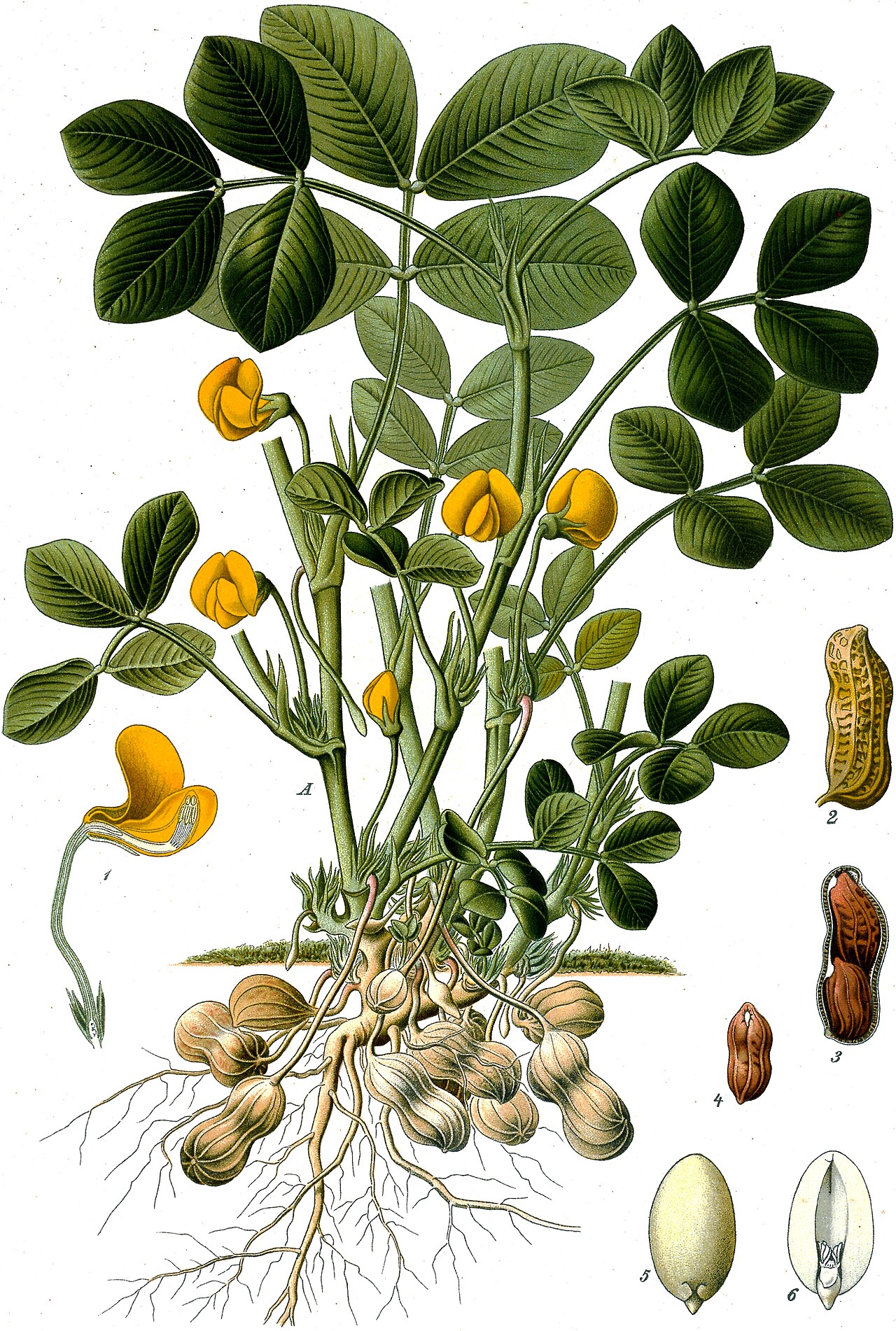 Peanuts