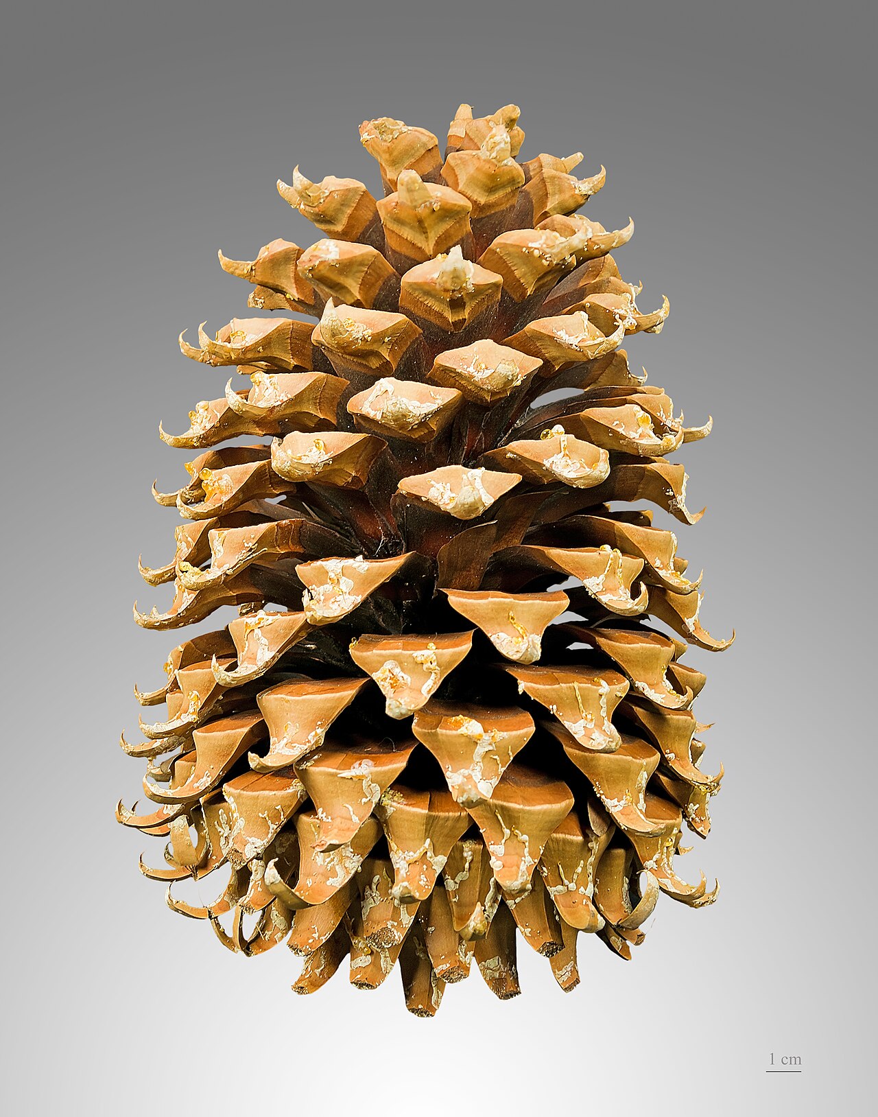 A spiky, sweet pineapple with a green leafy crown.