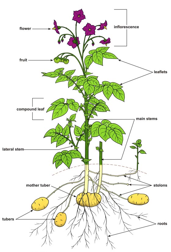 A drawing of a potato plant showing how potatoes grow underground.