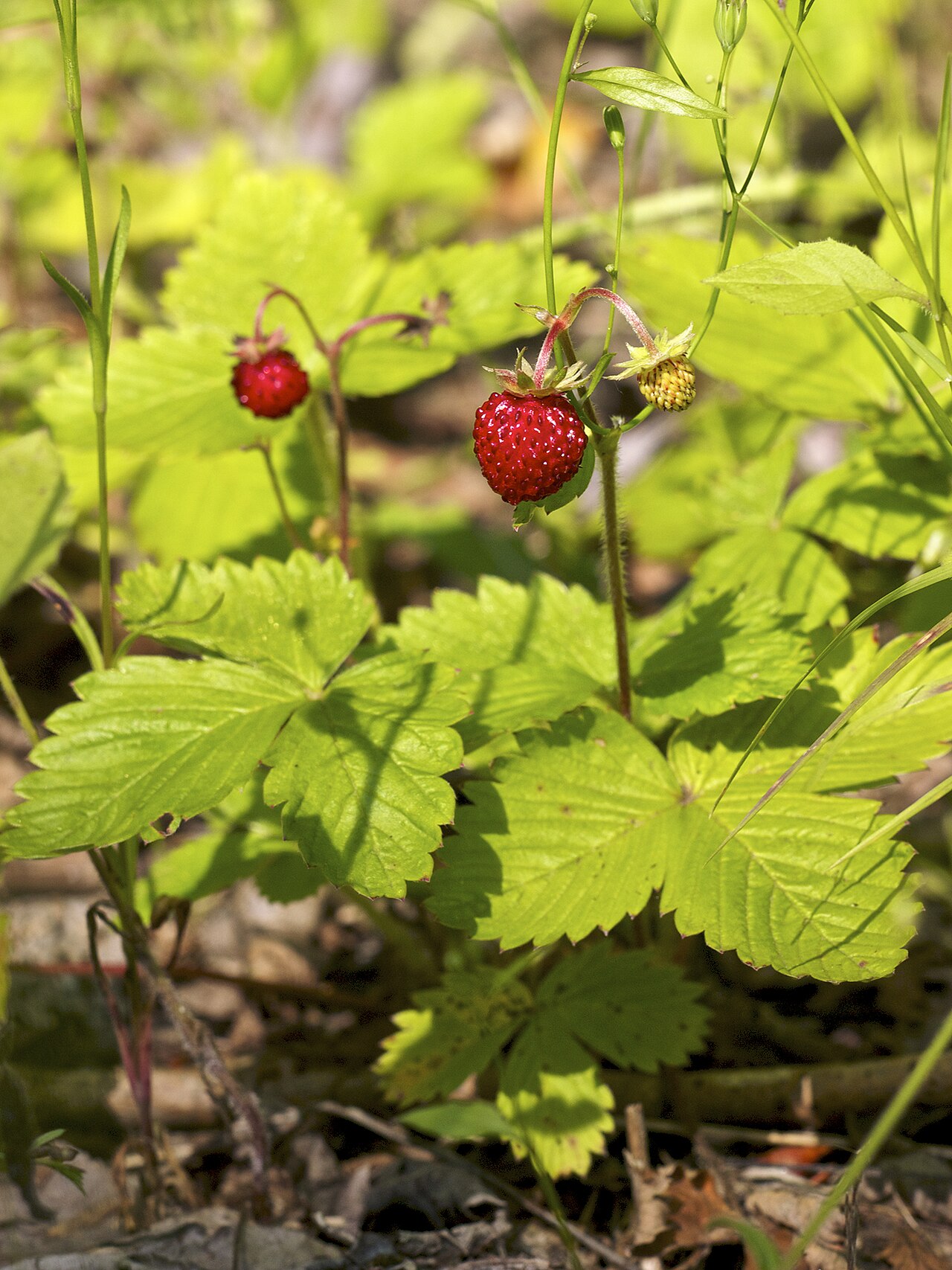 Tiny wild strawberries growing in a forest.