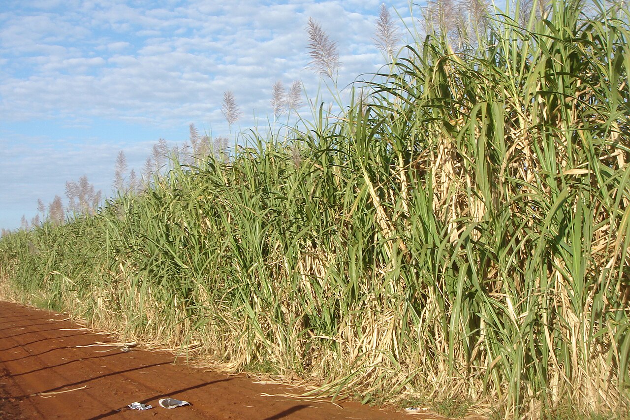 A tall field of sugar cane ready to be picked.