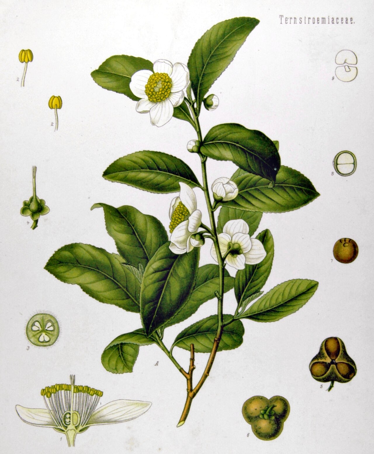 An old drawing of a tea plant with its leaves and flowers.