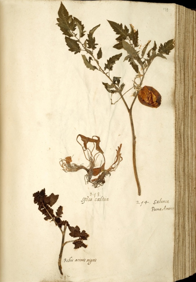 A very old dried tomato plant kept safe in a museum.