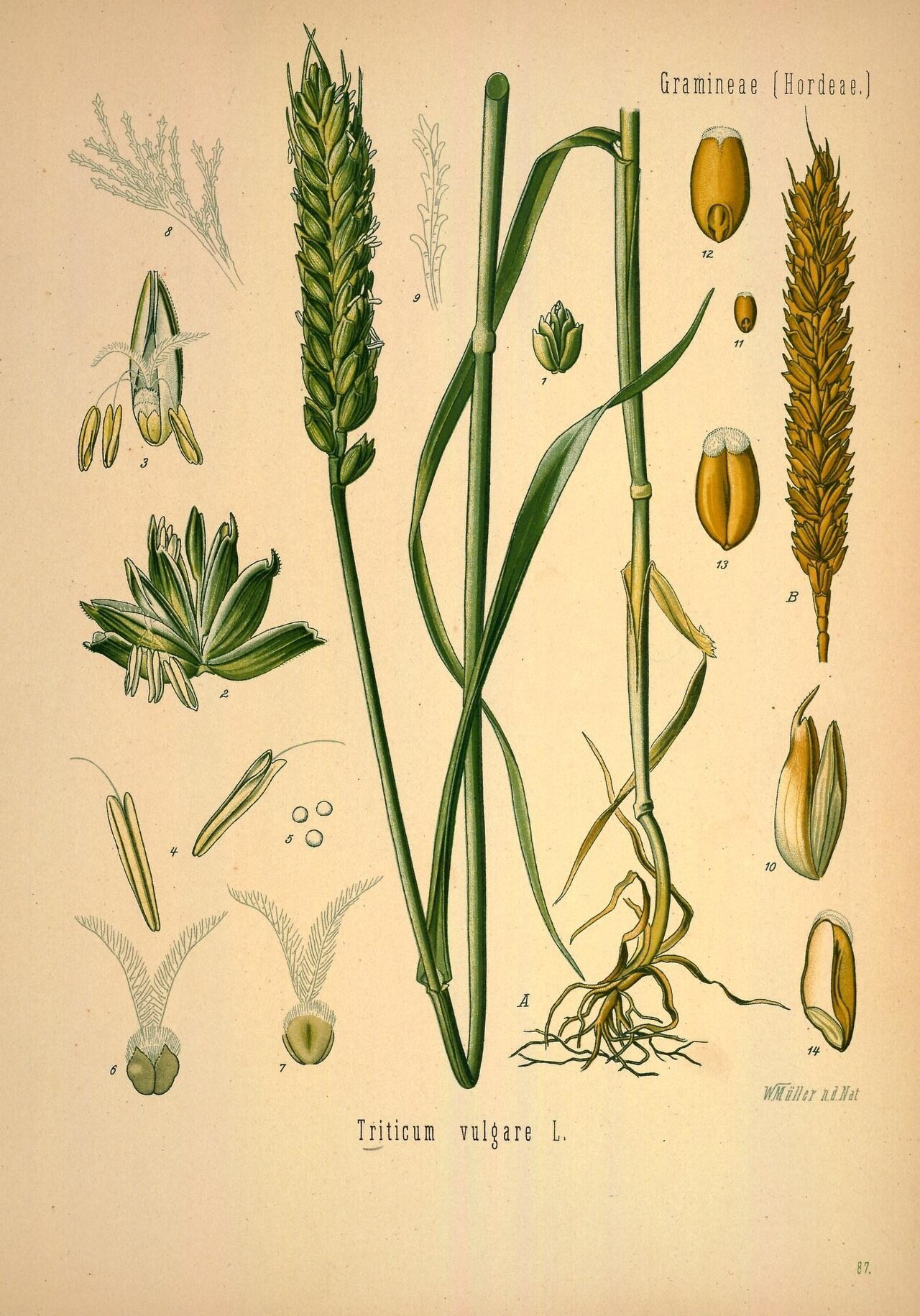 An old drawing of a wheat plant with its golden grains.